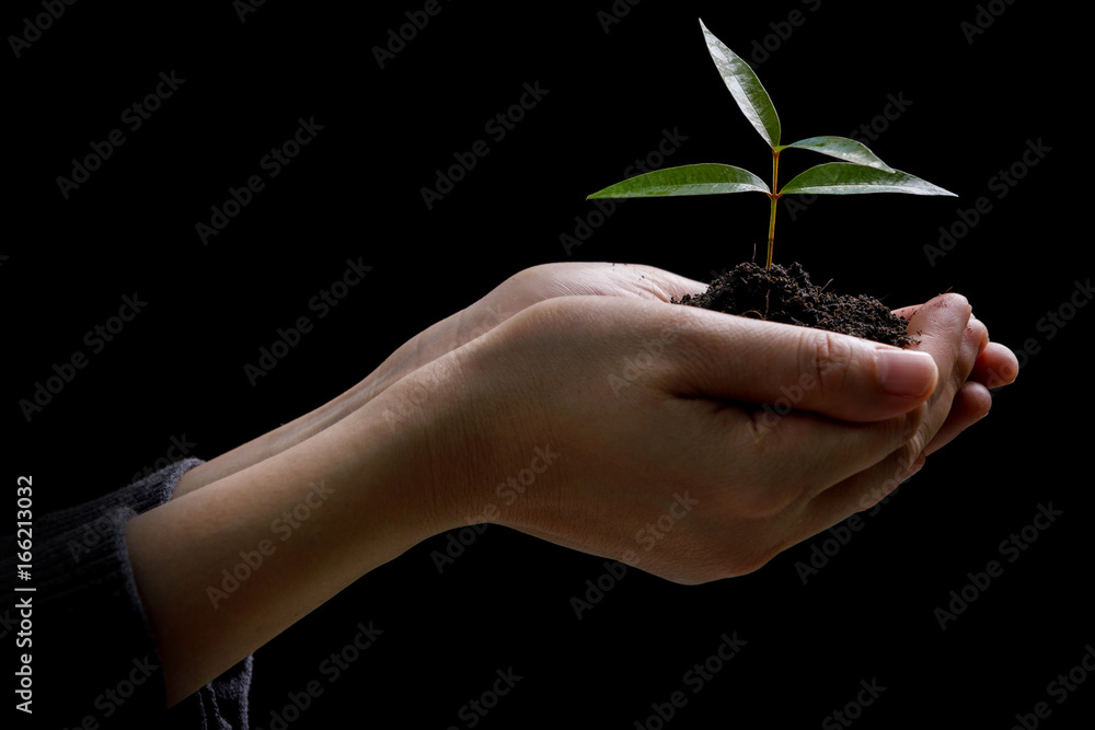 Plant in hands - isolated on black background Plant in hands - isolated on black background