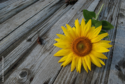 Fototapeta Naklejka Na Ścianę i Meble -  Sonnenblume auf Holz