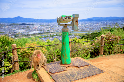 Photography Japanese macaque near observation binoculars in Iwatayama Monkey Park, Arashiyama, Kyoto, Japan