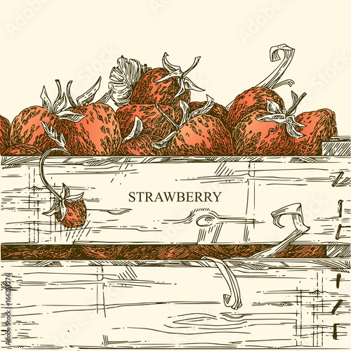 Beautiful farm background. A box of fresh strawberries. Best quality. Engraving. Vintage style. Vector illustration