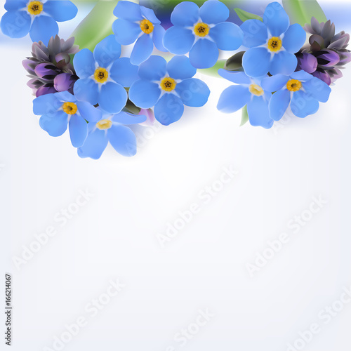 Forget-me-not. Vector Background.
Hand drawn illustration of blue spring flowers with yellow center on white background.