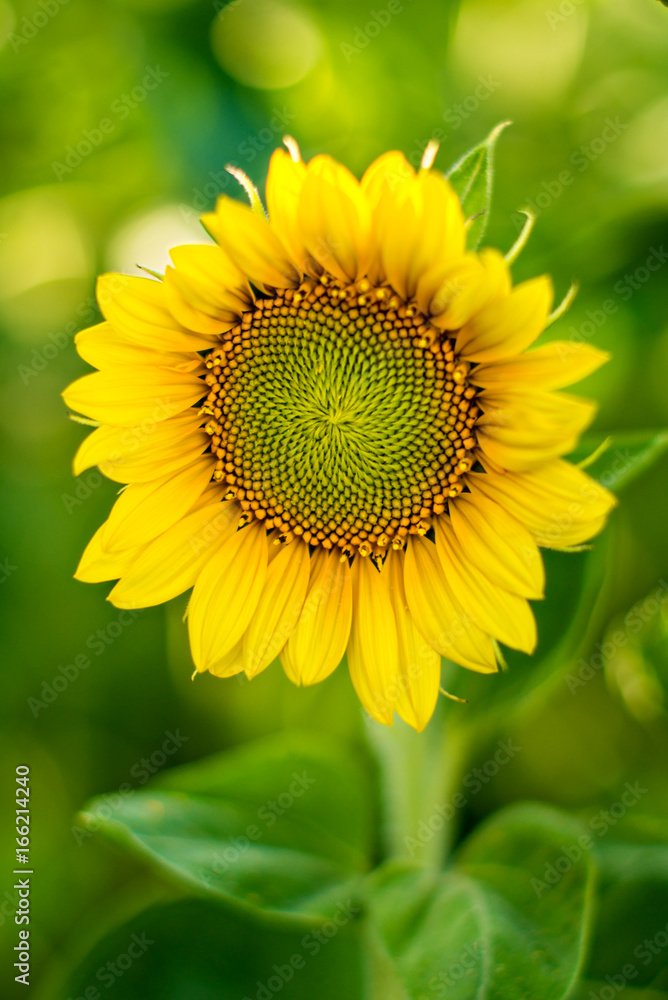 Obraz premium Close up of sunflower against a field