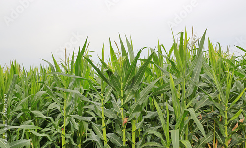 Green field of young corn.