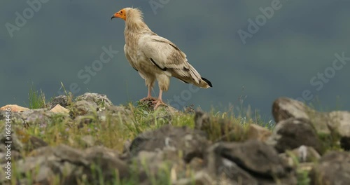 Egyptian Vulture, Neophron percnopterus, Madzharovo, Eastern Rhodopes, Bulgaria. Wildlife Balkan. Bird behaviour scene from nature. Mountain animal in the habitat. Stone on the hill with vulture. 