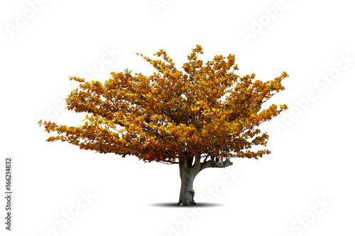Fotografering Isolated beach almond tree in autumn