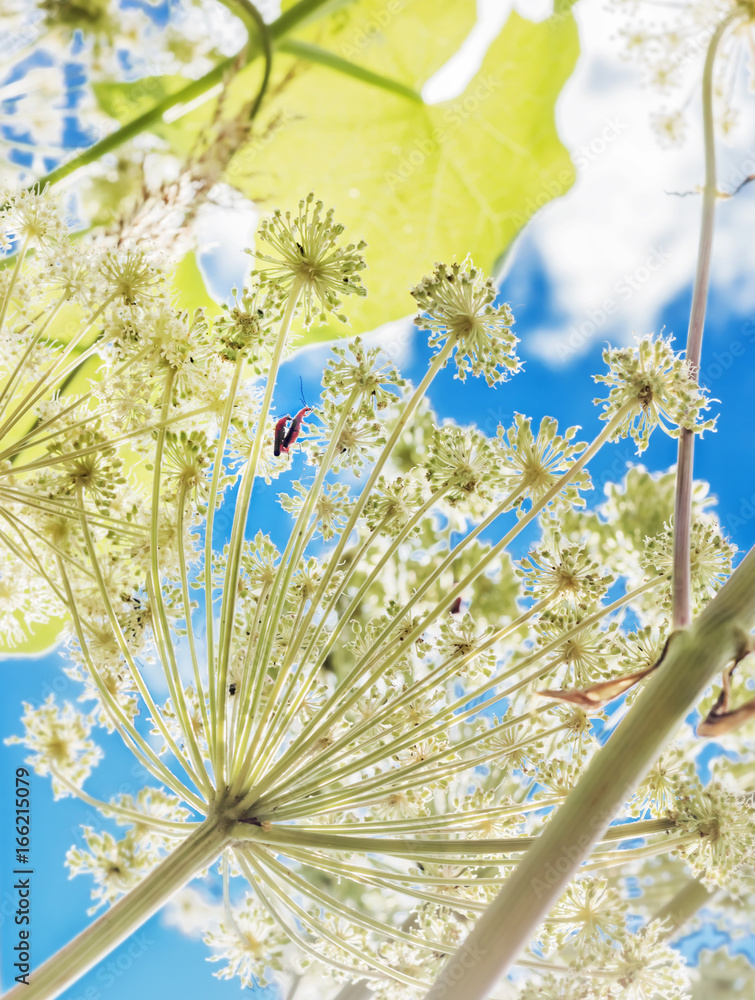 Naklejka premium Summer fantasy with insects