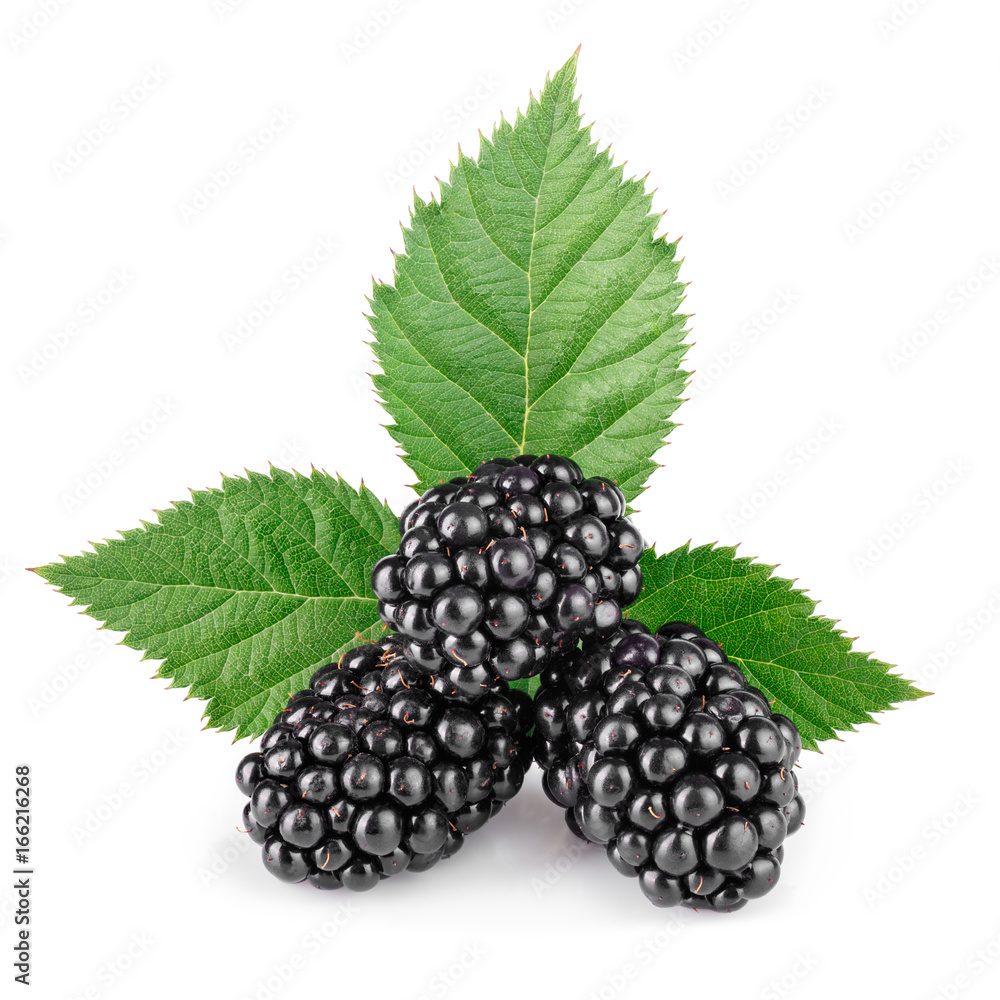 blackberries with leaf isolated on white blackberries with leaf isolated on white