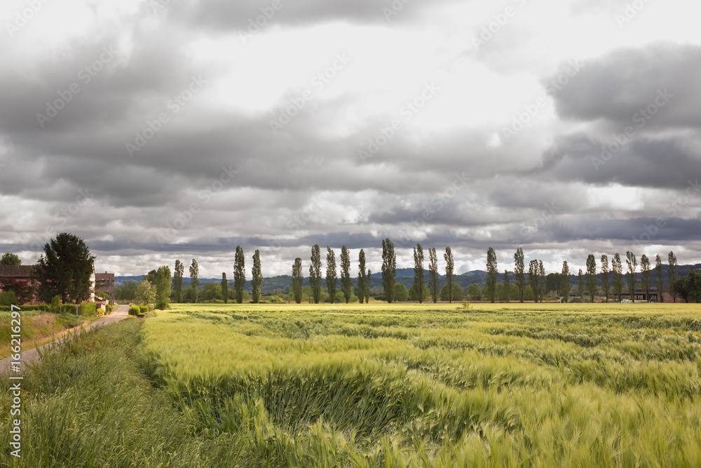 wheat field in gloomy and windy sky