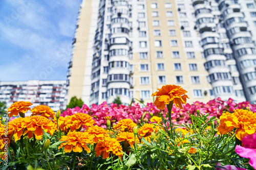Urban flowers with high dwelling building on the blurred background. Low angle view 