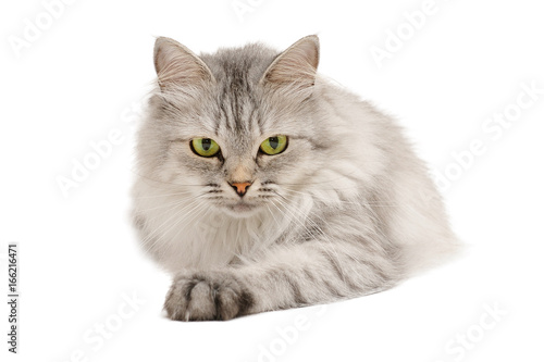 Calm grey long hair cat