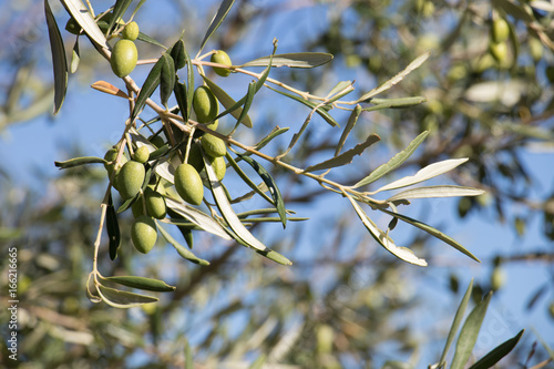 Olive branches on a blue sky