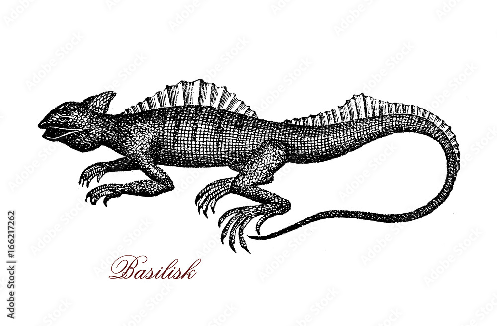 Fototapeta premium Engraving portrait of common basilisk, known also as Jesus Christ lizard for its ability to run on the water surface. It lives in tropical rain forest of South America