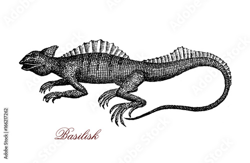 Engraving portrait of common basilisk, known also as  Jesus Christ lizard for its ability to run on the water surface. It lives in tropical rain forest of South America © acrogame