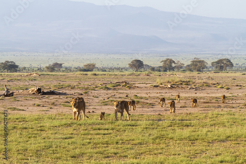 Landscape with pride of lions. Amboseli, Kenya