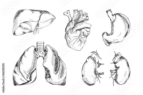 Set of the human organs, vector illustration