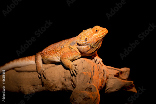 Fancy Bearded Dragon Poses on Drift Wood © Stuart Holmes