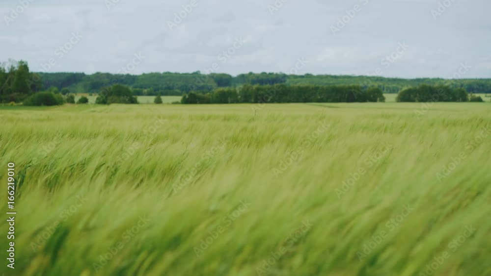 Green wheatears waving on the fields in 4K Green wheatears waving on the fields in 4K