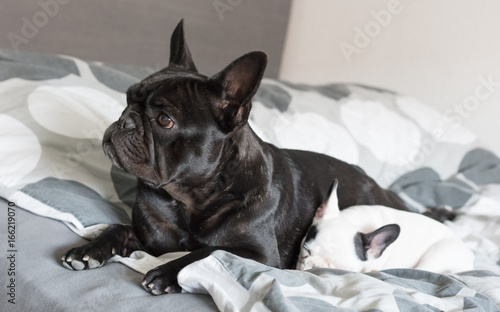 French bulldog puppy