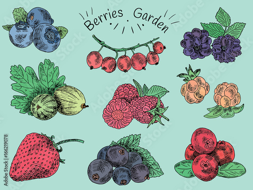 berries garden, blackberries, blackberry, boysenberry, currants, dewberry, gooseberries, mulberry, raspberry, strawberry, mountain ash, blueberry, cloud berry