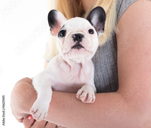 French bulldog puppy © michaklootwijk