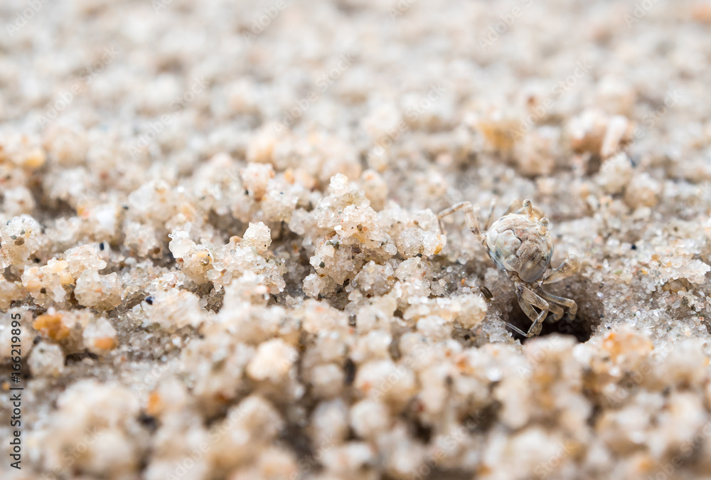 Ghost crab eating on sand beach, Close to their holes Ghost crab eating on sand beach, Close to their holes