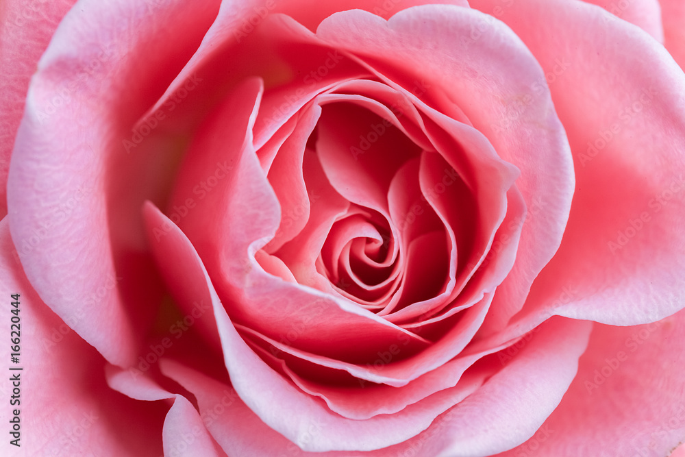 Close up of beautiful rose background Close up of beautiful rose background