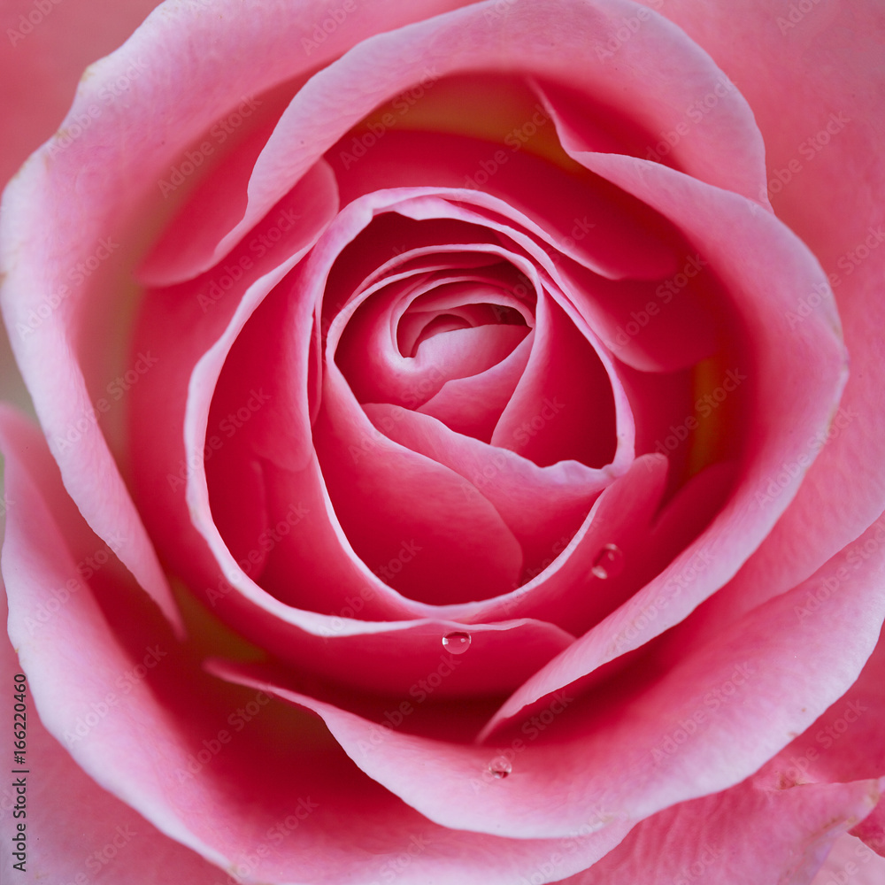 Close up of beautiful rose background Close up of beautiful rose background