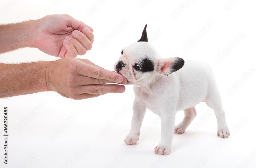 Fototapeta premium French puppy bulldog getting a treat, isolated