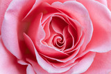 Close up of beautiful rose background