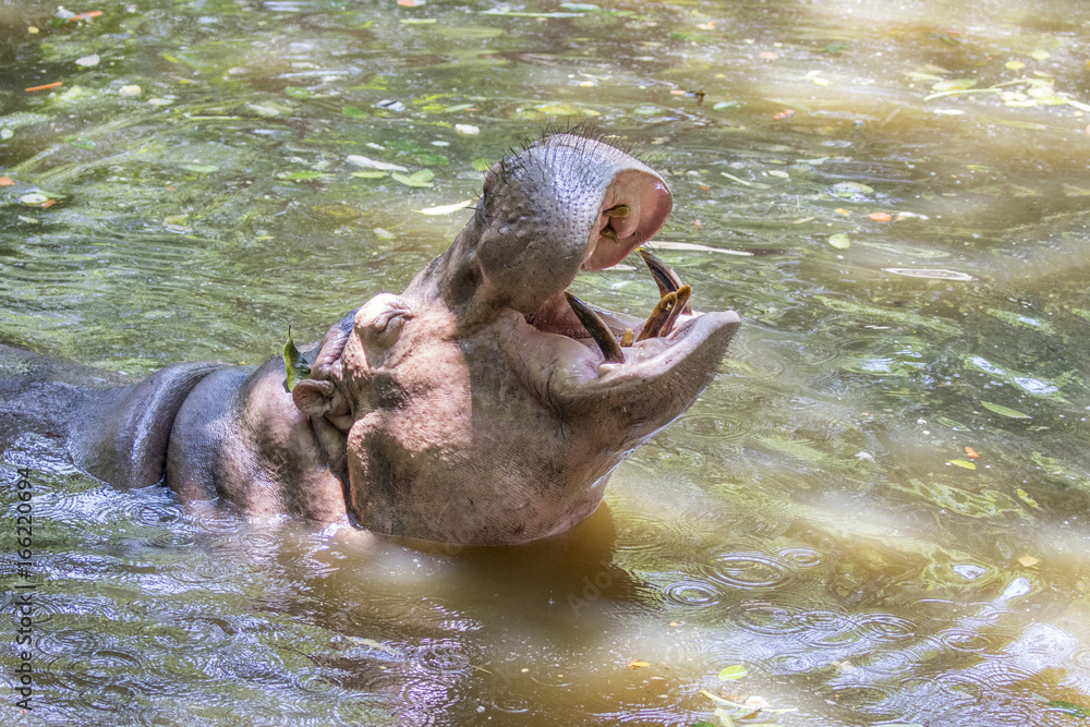 Fototapeta premium Image of a hippopotamus on the water. Wild Animals.