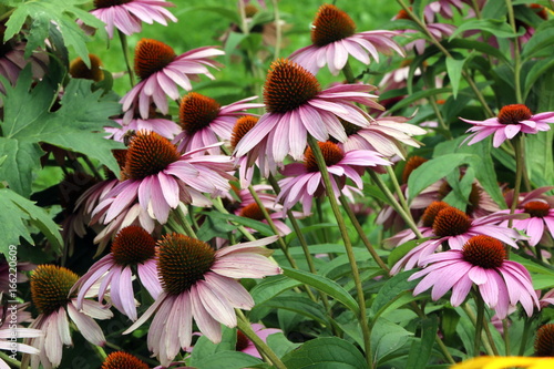 Echinacea, Roter Sonnenhut (Echinacea purpurea), Traditionelles Heilkraut