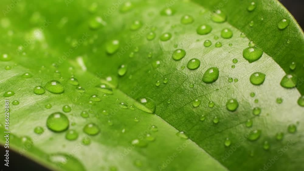 Close up of a Green leaf in nature
Close up of a Green leaf in nature