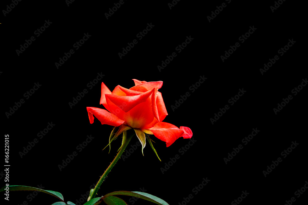 Orange roses on a black background. Orange roses on a black background.