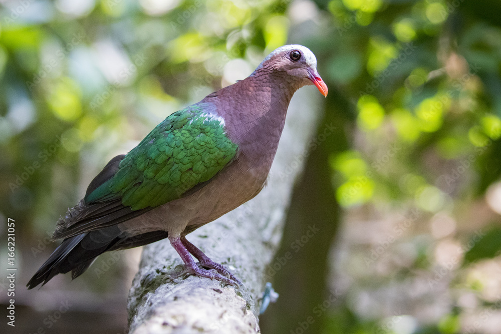 Image of bird (Common Emerald Dove) on nature background. Animals. Image of bird (Common Emerald Dove) on nature background. Animals.