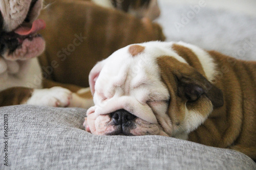 Portrait of the puppy of the English bulldog