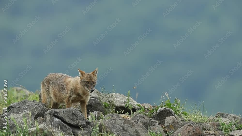 Golden jackal, Canis aureus, feeding scene with stone, Madzharovo, Eastern Rhodopes, Bulgaria. Wildlife Balkan. Wild dog behaviour scene from nature. Jackal with catch. Golden jackal, Canis aureus, feeding scene with stone, Madzharovo, Eastern Rhodopes, Bulgaria. Wildlife Balkan. Wild dog behaviour scene from nature. Jackal with catch.