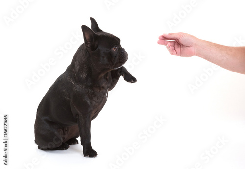 Fototapeta Naklejka Na Ścianę i Meble -  French bulldog giving a paw