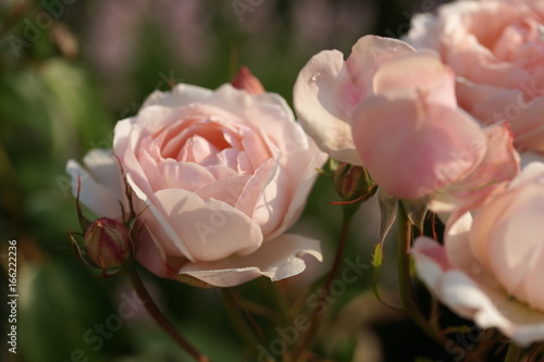 Fototapeta Naklejka Na Ścianę i Meble -  Beautiful garden rose in the garden