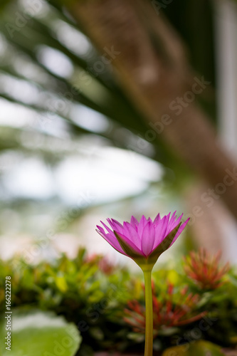 Purple lotus bloom beautifully.