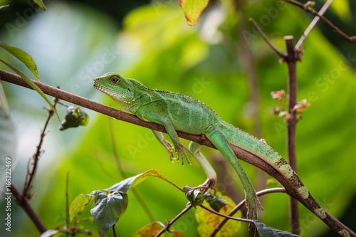 Wallpaper Mural green water dragon Torontodigital.ca