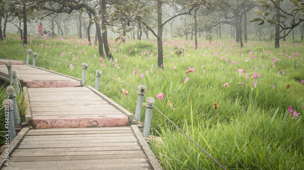 Fototapeta premium walkway for walking see lotus haven garden 