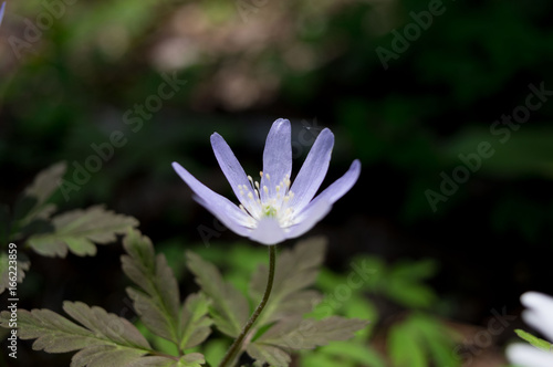                                  -Anemone pseudoaltaica-macro-