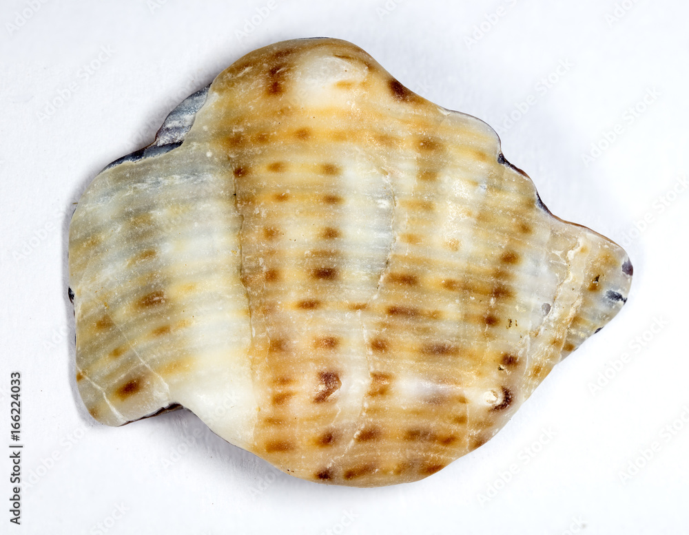 Sea shell