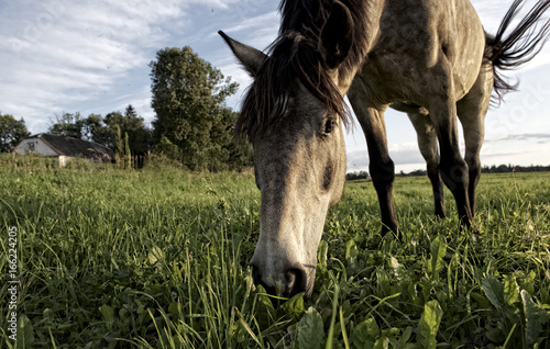 One horse in grass field close up  horse in natural background  horse in nature  domestic animal