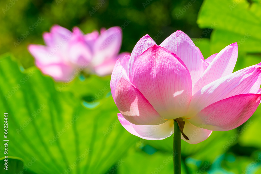 The Lotus Flower.Background is the lotus leaf and lotus flower and tree.Shooting location is Yokohama, Kanagawa Prefecture Japan. The Lotus Flower.Background is the lotus leaf and lotus flower and tree.Shooting location is Yokohama, Kanagawa Prefecture Japan.