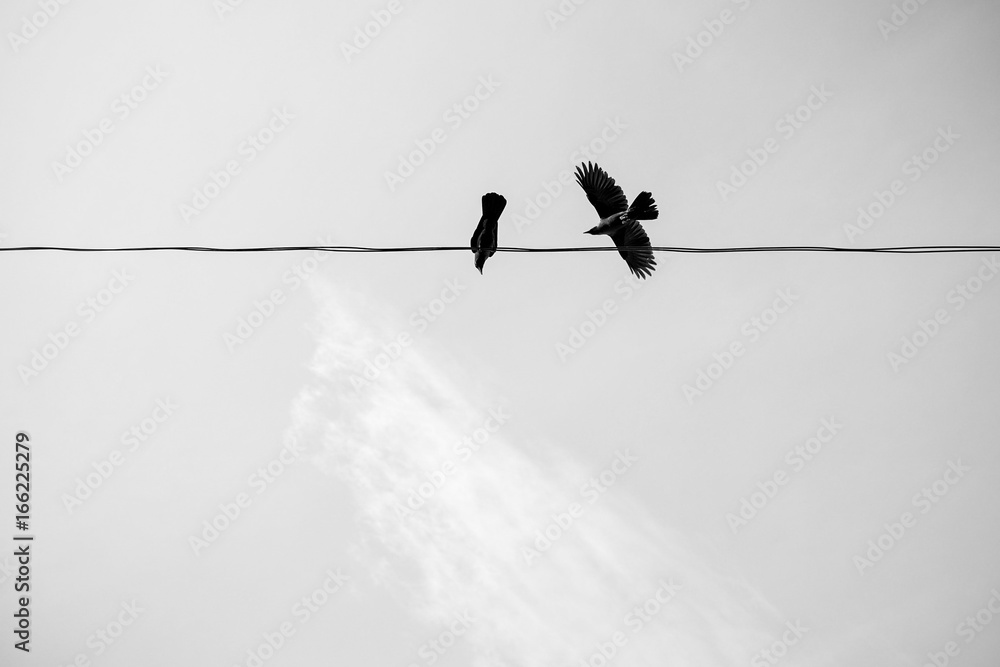 Coloeus bird (Corvus monedula) on wire Coloeus bird (Corvus monedula) on wire