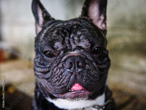 French black bulldog puppy portrait © Blanscape