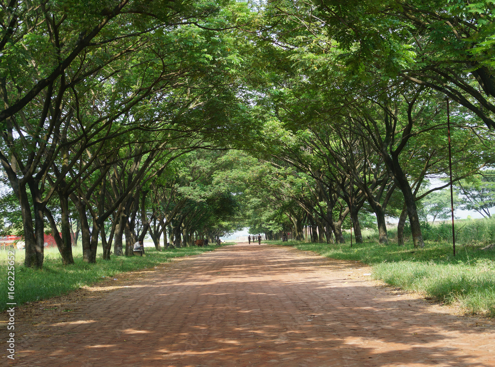 road with tree