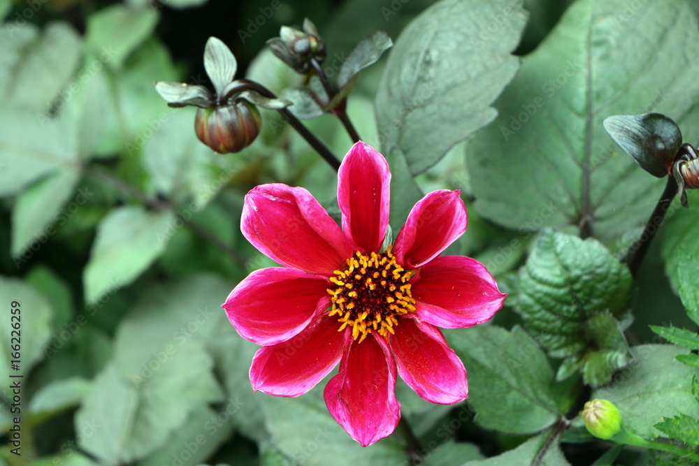 Fototapeta premium Dahlia, Dahlie