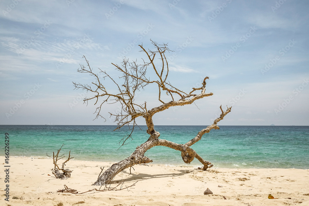 Dead tree on Tioman beach